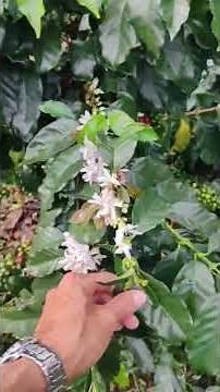 The secret of Minas Gerais: Catiguá MG2 variety in detail ☕