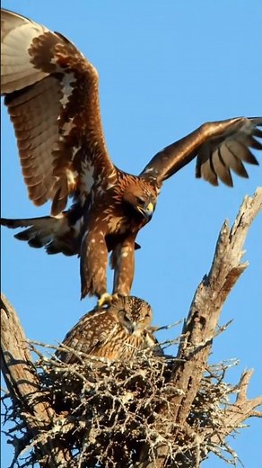 "Eagle Tries to Catch Sleeping Owl in Nest – Rare Daytime Hunt!#eagles #owl#wildlife