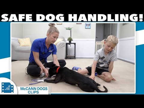 Teach Kids SAFE Dog Handling (Avoid This Mistake!)