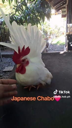 Pets hub on TikTok