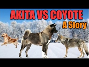 Akita vs Coyote ● A Story