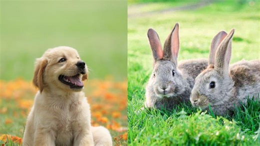 The Most Adorable and Hilarious Animals to Brighten Your Day