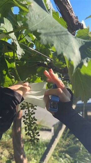 Smart Grape Cluster Protection #Grapes #Farming #Agriculture