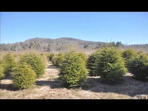 The amur maple tree makes a small tree or tall shrub