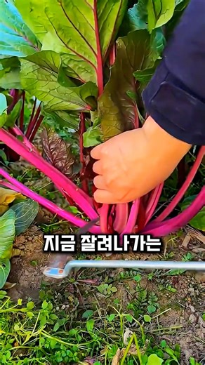 줄기는 먹지만 잎은 독인 식물