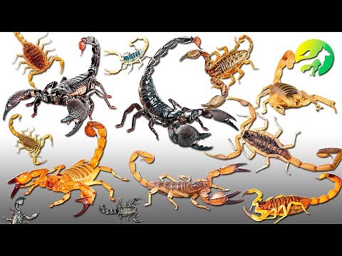 Learn The SCORPION Classification - Characteristics Of animals