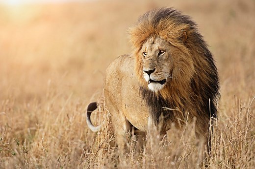10 animals that can kill a lion | Discover Wildlife