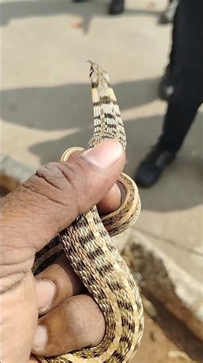 காலியன் குட்டி பாம்பு #buff stripped keelback snake #nonvenomous #madurai #snake