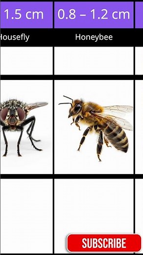 insect size in world | data comprison |2025