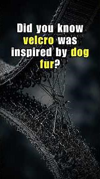 Did You Know Velcro Was Inspired by Dog Fur?