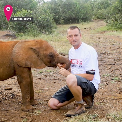 We dare you to resist this sweet baby elephant! 🐘💕 | The Pet Collective
