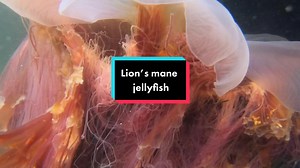 Lion's Mane Jellyfish: An Exploration of Cyanea Capillata