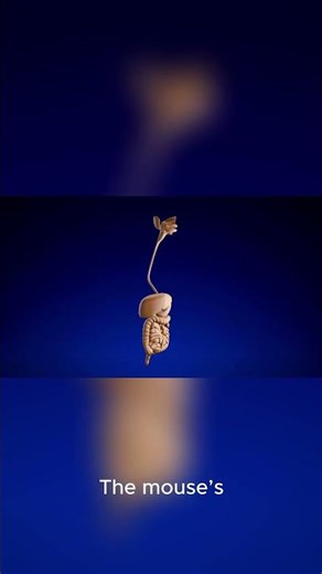 The Mouse With a Human Ear 🧬 #SagerFacts #WeirdScience