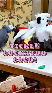 Einstein walks over to his friend Coco the Cockatoo, gives her a sweet kiss, then gently holds her wing while laughing and saying, “Tickle, tickle, tickle.” A tender, silly moment straight from Einstein’s playful heart. Lucky Lou and Coco Too #tickle #FunnyParrot #tickletickle #talkingparrot | Einstein the Talking Texan Parrot