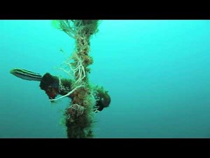 Can fish swim backwards?