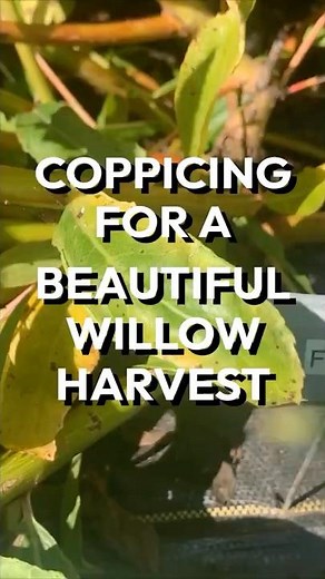 Coppicing Willow for Beautiful Winter Color
