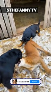 Dogs Chase Puma Away from Barn Entrance | Sthefanny Oliveira TV