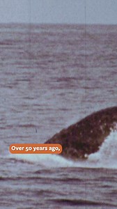 More than 50 years ago, Marlin Perkins studied humpback whales in the wild. Today, Peter Gros follows in his footsteps, tracking these majestic creatures as they face new challenges. Join Peter on Mutual of Omaha’s Wild Kingdom Protecting the Wild as he tracks humpback whales off the Atlantic coast by tuning in on NBC. To relive Marlin’s whale adventure, visit https://bit.ly/3R0wnys! | Mutual of Omaha's Wild Kingdom