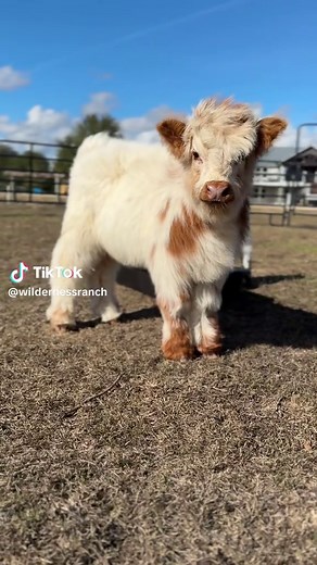 Exploring Mini Highland Cows on the Farm
