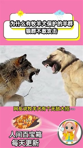Why don't wolves dare to attack sheep flocks protected by sheepdogs? #Unexpected #HumanBafflingBe...