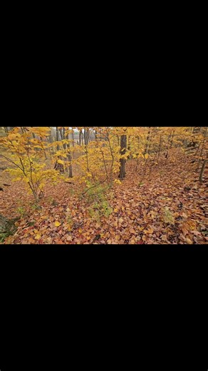 #maple #leafs #ontario #mario #mariolanza