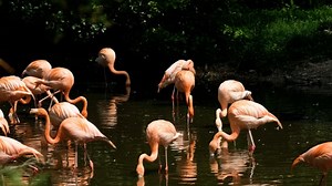Flamingo, Bird, Water Bird. Free Stock Video