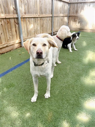 #fun #dog #dogs #dogboarding #dogdaycare . 5004 Katy Fwy Houston Tx 77007 . @ furpawspethotel we have all dog services: training, boarding, grooming, and daycare. We have the best dog trainer ever JORGE GUERRA for all breeds and ages. . Be sure to subscribe to our YouTube channel on the bio ☝🏼 for more content!