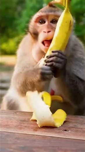 “This Monkey Loves Banana Too Much 😂🍌#Monkey #MonkeyVlog #FunnyMonkey #Banana #MonkeyEating