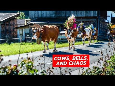 When Cows Parade Through Villages: The Almabtrieb of Tyrol