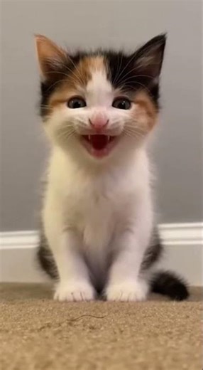 The LOUDEST Kitten Meow You'll Ever Hear! 😭 Trying to Call for Mama Cat #cat #cuteanimals #cute