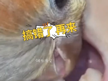 鹦鹉老牙医上线，下嘴“快准狠”，分分钟解决掉一颗 虫牙搜 。