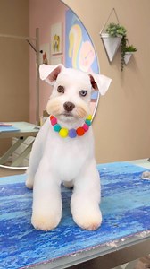 A white schnauzer?! #dogs #doggrooming #dogsbylogan #puppy | Logan Rago