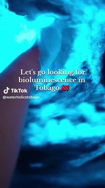 Experience Tobago's Bioluminescent Lagoon Adventure