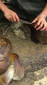 A nice colors of pearls inside this shell 😲 #pearls #survival #outdoor #reels #viralpost | The Nature Lapse