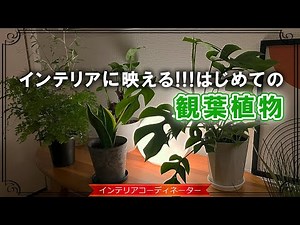 【観葉植物】初心者におすすめ9選！おしゃれで育てやすい植物はコレ！