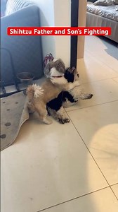 Shihtzu’s Fighting #shihtzu #shihtzupuppies #dogshorts #dogsfighting