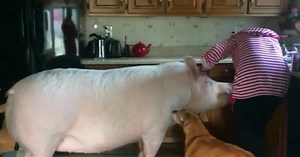 This pig owner thought she would get a micro pig...nope.