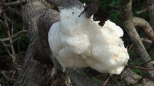 clip-1832633-tree-frog-nest