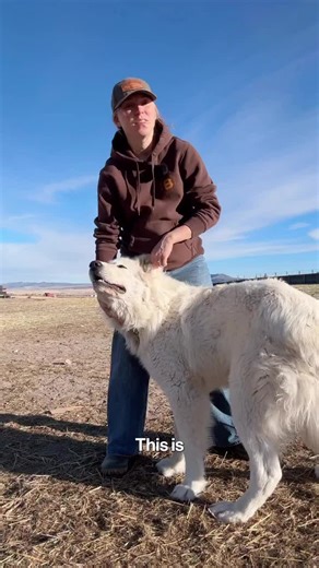 Understanding Livestock Guardian Dogs: Pros and Cons