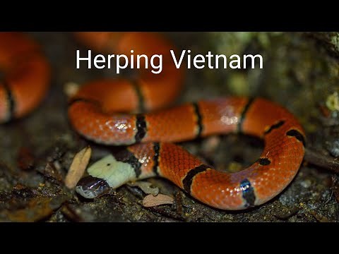 Herping Vietnam - Rarely Seen Coral Snakes and Pit Vipers