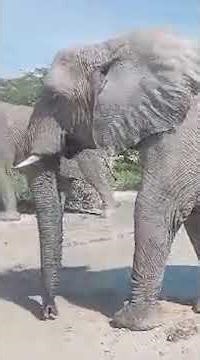 Namibia: Elephant Herds in Etosha