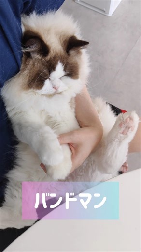 メルの朝は抱っこから🧸 #shorts #猫 #もふもふ #ラグドール #甘えん坊猫 #猫のいる暮らし