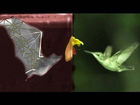 BAT Flight vs BIRDS, with SLOWMO, robots, swimming and treadmills - Smarter Every Day 87