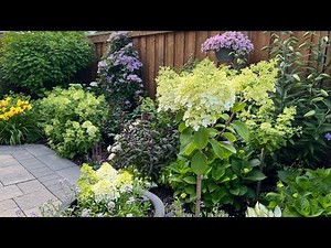 Back Garden Tour / Early Blooming Hydrangeas: Bobo, Fire Light, Quick Fire Fab + more - Mid July '22