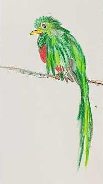 How to Create Stunning Quetzal Bird Art with colored pencils