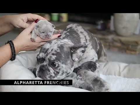 Available French bulldog puppies. Blue merle and blue puppies.