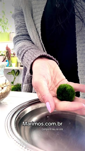 Quem ai conhece o Marimo? Eles são a coisa mais fofa desse mundo todinho🖤 #marimo #marimos #mossbal #anime #zoro #onepiece #marimomossball #marimosfofos @Jéssica St 🧚🏻‍♀️