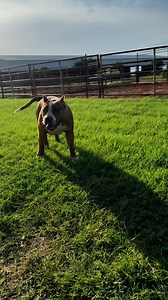 11K views · 312 reactions | APK HER getting her morning jog in, no balls left behind  #americanbully #jreamxjumanji | The incredibullz | Facebook
