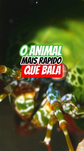 O ANIMAL QUE DÁ SOCO MAIS RÁPIDO QUE BALA 💥 #curiosidades #animais #natureza