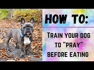How To Teach Your Dog To "Pray" Before Dinner